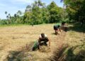 TMMD Ke-128 Abdya: TNI dan Warga Sulap Lahan Tidur Jadi Sumber Ketahanan Pangan