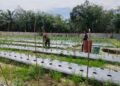 Koptu Siswoyo Terjun Langsung ke Lahan, Semangati Petani Cabai di Sukarejo