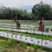 Koptu Siswoyo Terjun Langsung ke Lahan, Semangati Petani Cabai di Sukarejo