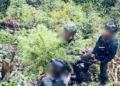 Satgas Yonif 751/VJS Bersama Tim Gabungan Gagalkan Panen Ganja di Pegunungan Papua