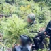 Satgas Yonif 751/VJS Bersama Tim Gabungan Gagalkan Panen Ganja di Pegunungan Papua