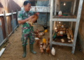Inovasi Babinsa: Dukung Pangan Unggas, Ternak Ayam Kampung di Nurussalam