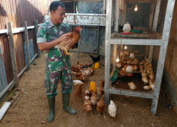 Inovasi Babinsa: Dukung Pangan Unggas, Ternak Ayam Kampung di Nurussalam