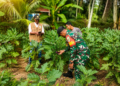Babinsa Koramil 07/Jlk Dampingi Petani Rawat Tanaman Terong Demi Ketahanan Pangan