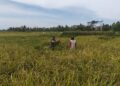 Wujudkan Ketahanan Pangan Nasional, Babinsa Ngadirenggo Dampingi Petani Panen Padi