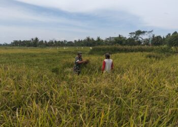 Wujudkan Ketahanan Pangan Nasional, Babinsa Ngadirenggo Dampingi Petani Panen Padi