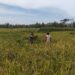 Wujudkan Ketahanan Pangan Nasional, Babinsa Ngadirenggo Dampingi Petani Panen Padi