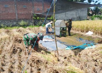 Wujud Nyata, Babinsa Sananwetan Bantu Panen Padi Dukung Ketahanan Pangan Nasional