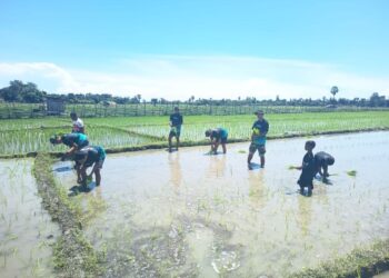 Wujudkan Ketahanan Pangan, Satgas Pamtas Yonarhanud 2 Kostrad Turun ke Sawah Bantu Warga Tanam Padi