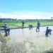 Wujudkan Ketahanan Pangan, Satgas Pamtas Yonarhanud 2 Kostrad Turun ke Sawah Bantu Warga Tanam Padi