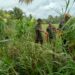 Babinsa dan Petani di Susoh Tinjau Pengairan Sawah, Siap Gelar Gotong Royong Massal
