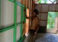 Raut Wajah Penuh Bahagia, Rumah Ibu Ubek Menjadi Layak Huni, Berkat TMMD  Ke-128 Tahun 2026