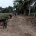 TMMD 128 Langkat Tinggal Hitungan Hari, Satgas Terus Kebut Pengerasan Jalan 1500 M