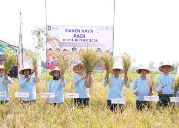 Sinergi Muspida Kota Blitar dalam Panen Raya, Wujudkan Kemandirian Pangan Daerah