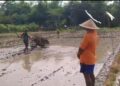 Di Balik Gemuruh Traktor, Babinsa Sukodono Hadir Bantu Petani Siapkan Musim Tanam
