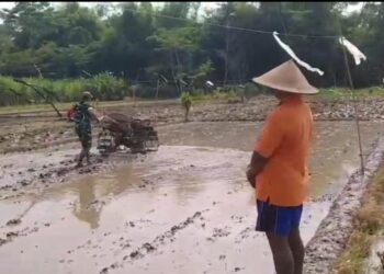 Di Balik Gemuruh Traktor, Babinsa Sukodono Hadir Bantu Petani Siapkan Musim Tanam