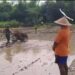 Di Balik Gemuruh Traktor, Babinsa Sukodono Hadir Bantu Petani Siapkan Musim Tanam