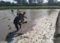 Wujud Ketahanan Pangan, Babinsa Rembang Dampingi Petani Tanam Padi Di Sananwetan
