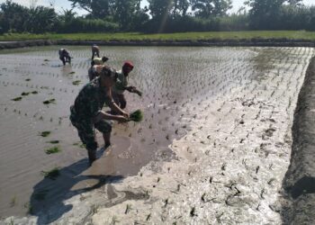 Wujud Ketahanan Pangan, Babinsa Rembang Dampingi Petani Tanam Padi Di Sananwetan