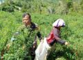Momen Humanis Babinsa dan Petani Cabe di Desa Pardomuan, Warga: TNI Memang Dekat dengan Rakyat