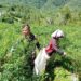 Momen Humanis Babinsa dan Petani Cabe di Desa Pardomuan, Warga: TNI Memang Dekat dengan Rakyat