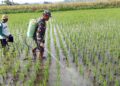 Babinsa Satrean Dampingi Perawatan Tanaman Padi, Wujudkan Ketahanan Pangan Masyarakat