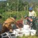 Babinsa dan Kades Kompak Siapkan Kebun TOGA di Kantor Desa, Warga Kuta Saga Diajak Mandiri Obat Herbal