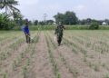 Babinsa Kandangan Dampingi Petani Lakukan Penyemprotan POC Untuk Tingkatkan Pertumbuhan Jagung