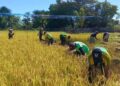 Yonarmed 12 Kostrad dan Warga Panen Padi Bersama, Perkuat Ketahanan Pangan di Perbatasan