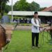 Siap Dibagikan Masyarakat pada Perayaan Idul Adha 1447 H, Komandan Kodaeral lX Serahkan 15 Hewan Kurban