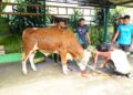 Divif 3 Kostrad Rayakan Idul Adha 1447 H, Daging Qurban Dibagikan kepada Warga
