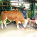 Divif 3 Kostrad Rayakan Idul Adha 1447 H, Daging Qurban Dibagikan kepada Warga