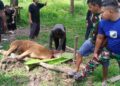 Perkuat Keimanan dan Kepedulian Sosial Terhadap Sesama, Kodim 1208/Sambas Potong Hewan Kurban