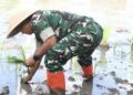 Pangdam XIII/Merdeka Dukung Ketahanan Pangan Lewat Penanaman Padi di Lahan Hasil Cetak Sawah Pohuwato