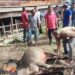 Babinsa Dampingi Warga Pemotongan Hewan Qurban Idul Adha di Susoh