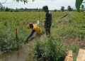 Babinsa Dampingi Kelompok Tani di Susoh Tinjau Pengairan Sawah
