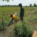 Babinsa Dampingi Kelompok Tani di Susoh Tinjau Pengairan Sawah