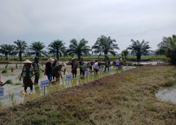 Ribuan Hektare Sawah Terdampak Banjir, Tanam Serempak Jadi Awal Kebangkitan