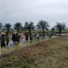 Ribuan Hektare Sawah Terdampak Banjir, Tanam Serempak Jadi Awal Kebangkitan