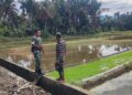 Babinsa Susoh Tinjau Perkembangan Bibit Padi di Desa Gadang, Dukung Ketahanan Pangan Nasional