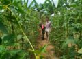 Kacang Panjang Jadi Andalan, Babinsa Hadir Beri Semangat Petani