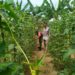 Kacang Panjang Jadi Andalan, Babinsa Hadir Beri Semangat Petani