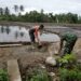 Babinsa Susoh Bantu Petani Semenisasi Talut Irigasi, Dukung Kelancaran Pengairan Sawah