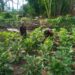 Babinsa Hadir di Tengah Petani, Perawatan Terong Ungu Lebih Optimal