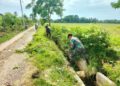 Sigap Saat Monitoring, Babinsa Koramil 07/Jlk Inisiasi Gotong Royong Bersama Petani