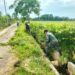 Sigap Saat Monitoring, Babinsa Koramil 07/Jlk Inisiasi Gotong Royong Bersama Petani
