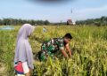 Hadir di Tengah Warga, Kopka Hadi Purnomo Panen Padi Bersama