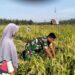 Hadir di Tengah Warga, Kopka Hadi Purnomo Panen Padi Bersama