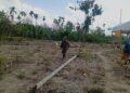 Totalitas Babinsa Dampingi Petani, Jagung Jadi Pilar Ketahanan Pangan Desa