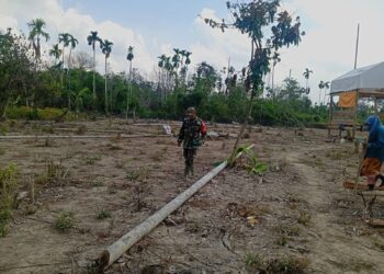 Totalitas Babinsa Dampingi Petani, Jagung Jadi Pilar Ketahanan Pangan Desa